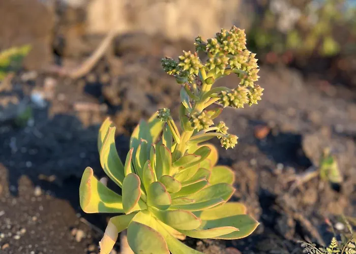Semesterbostad Casa Atlante